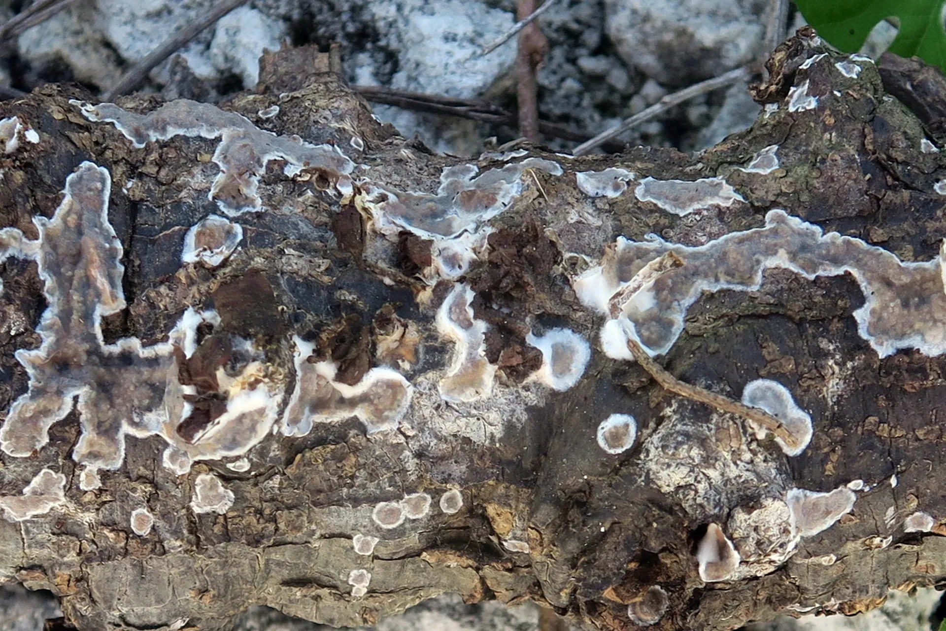 Peniophora albobadia - 1